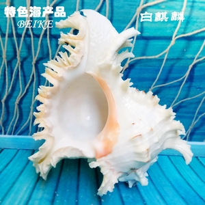 贝壳海螺超大天然麒麟螺工艺品摆件鱼缸造景装饰地台音响音箱盆栽
