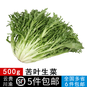 新鲜蔬菜苦叶生菜500g苦细叶苦菊狗牙菜苦苣沙拉食材5件包邮