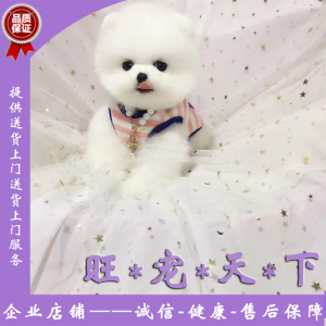 博美俊介幼犬玩具 博美俊介幼犬玩具品牌 价格 阿里巴巴