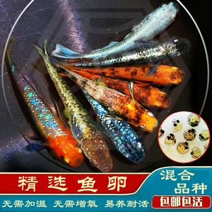 一杂货铺一观赏鱼观背青鳉鱼卵收卵器饲料锦鳉魔法鱼可孵化活体