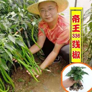 帝王336超长线椒种子苗 早熟秧苗辣椒种籽高产四季苗子蔬菜孑籽种