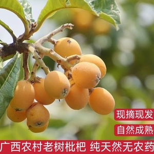 广西梧州农家枇杷现摘现发新鲜水果3斤5斤装净重大果当季孕妇水果