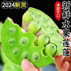 2024新鲜莲蓬现摘生吃4斤甜嫩鲜生莲子天然水果莲蓬当季蔬菜包邮