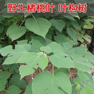 楮桃穗图片,楮桃叶图片,楮桃树图片_大山谷图库