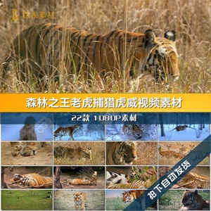 老虎野生动物虎啸山林保护小老虎捕猎进食森林之王虎威视频素材