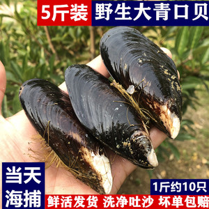 连云港当潮海捕大青口贝鲜活海虹新鲜海贝海鲜水产野生贝壳包邮