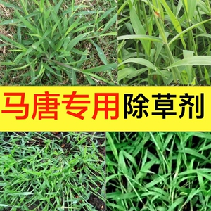 草坪除马唐净 二氯喹啉酸稗草狗尾巴草除草剂除尖叶杂草烂根农药