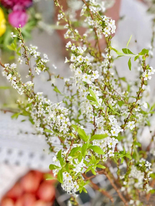 新疆包邮雪柳鲜枝干枝支重瓣盆栽插花水培养植物室内好养活绿植遇