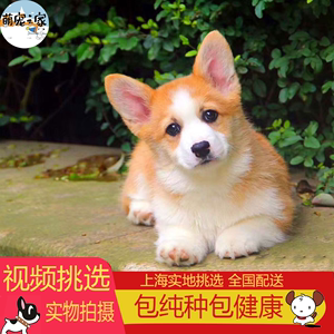 上海犬舍 出售纯种威尔士柯基犬幼犬 保证纯种健康 拒绝病狗