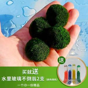 mossball绿藻球生态瓶水生绿植创意迷你水培植物水藻球水底海藻球