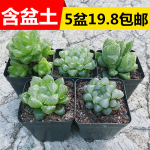 玉露套餐十二卷多肉植物组合盆栽含盆发货透明姬玉露室内花卉清仓 阿里巴巴找货神器 玉露套餐十二卷多肉植物组合盆栽含盆发货透明姬玉露室内花卉清仓 阿里巴巴找货神器