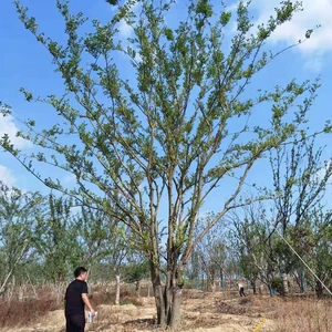 丛生榔榆行道树乔木榔榆树苗小叶榆花皮榆丛生榔榆园林绿化苗