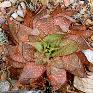 红暗血帝王 星光锦原生芦荟室内绿植盆栽植物稀有播种实生多肉 阿里巴巴找货神器 红暗血帝王 星光锦原生芦荟室内绿植盆栽植物稀有播种实生多肉 阿里巴巴找货神器