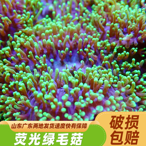荧光绿毛菇珊瑚海缸宠物生物海葵造景海草海星观赏海水小丑鱼尼莫