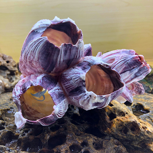 天然海螺大贝壳藤壶珊瑚石鱼缸造景石水族装饰卷贝鱼礠鲷三湖鱼窝