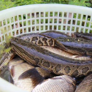 野生黑鱼500g 鲜活新鲜乌鱼 活体河鱼现杀术后补虚 2斤起顺丰包邮