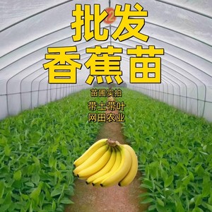 香蕉树苗芭蕉树小米蕉苗粉蕉皇帝焦西贡蕉红蕉中蕉9号带土当年结