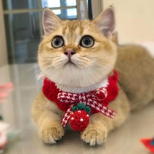 猫咪针织围脖项圈红色圣诞狗狗口水巾草莓宠物装饰品新年编织围巾