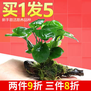 挖耳草水草 挖耳草水草品牌 价格 阿里巴巴 挖耳草水草 挖耳草水草品牌 价格 阿里巴巴