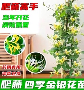 四季金银花树苗可食用可药用阳台庭院室内爬藤树苗盆栽开花鸳鸯常