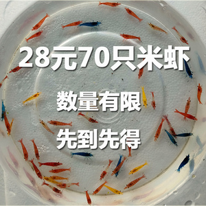 观赏虾米虾活体套餐淡水工具除藻极火虾蓝宝石樱花虾宠物虾粮包邮