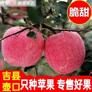 【今年新苹果】山西吉县苹果壶口苹果红富士新鲜脆甜红富士水果