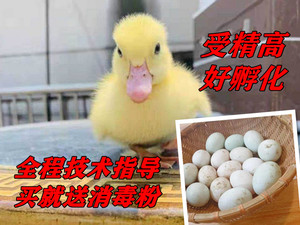 小黄鸭种蛋好养受精蛋可孵化小黄鸭蛋鸭种蛋新鲜网红宠物鸭蛋