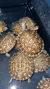油彩木纹龟洪都拉斯网红龟吃菜素食龟活体观赏宠物龟外塘半水龟