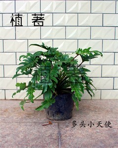 小天使盆栽可水培植物仙羽蔓绿绒室内春羽观叶绿植办公室客厅土养