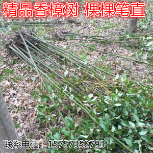 精品香樟树苗 小叶香樟苗 樟树树苗庭院室外苗圃培育专用大香樟树