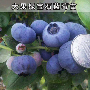 特大果蓝莓水果树苗新品种绿宝石蓝莓大树苗盆栽地栽南方北方种植
