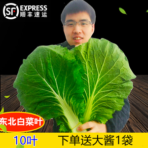 东北大白菜叶新鲜蔬菜白菜叶打饭包叶蘸酱菜绿白菜叶10片顺丰包邮