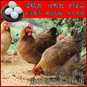 麻羽蛋鸡高产蛋鸡种蛋受精蛋可孵化鸡种蛋下单多下绿壳鸡受精蛋