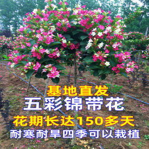 五彩锦带花树苗基地直发耐寒植物不怕冻庭院四季开花红王子锦带花