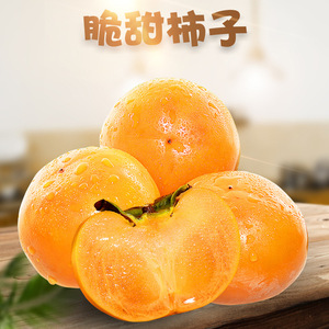 山西阳丰巧克力脆柿子 5斤新鲜应季水果非云南恭城火晶脆皮甜柿