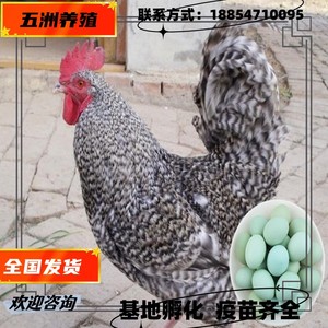纯种芦花鸡散养绿壳蛋鸡脱温鸡包活到家散养芦花鸡活鸡养殖