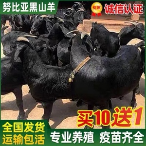 努比亚黑山羊纯种小羊活苗出售成年黑山羊种公羊怀孕母羊种羊养殖