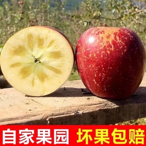 丑苹果产地直发山西吉县壶口苹果新鲜当季红富士苹果脆甜新鲜现摘