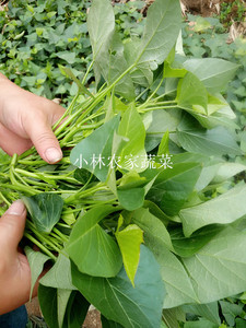 新鲜农家蔬菜，地瓜叶番薯叶红薯叶 白薯叶5斤装，广东省内包邮