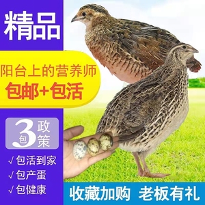 鹌鹑活体下蛋鸟青年鹌鹑种鸟鸡繁殖宠物鸡活苗养殖鸡包邮包活现货