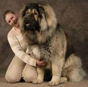 高加索幼犬纯种俄罗斯巨型护卫猛犬超大熊版双血统高加索犬活体狗