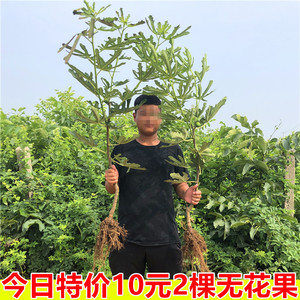 无花果树果苗波姬红无花果苗盆栽地栽南北方种植当年结果无花果树