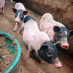 活体宠物猪仔广西巴马香猪幼崽藏香猪苗散养黑土猪商品猪怀孕母猪