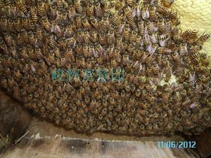中蜂群 带产卵王带子脾 中华蜂土蜂群 笼蜂箱蜂 中蜂王 技术指导