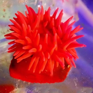 小红海葵 红色石葵 火山海葵 活体珊瑚 海水鱼 小丑奶嘴快递包活