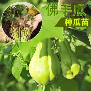 佛手瓜秧苗高产爬藤水果炒菜菜园寿光蔬菜秧苗瓜苗盆栽四季种植菜