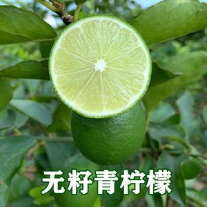 薄皮无籽青柠檬小柠檬香水奶茶店专用新鲜香水果塔希提无籽青柠檬