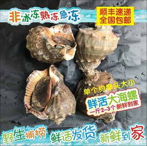 大连海螺鲜活发货新鲜到家海鲜贝类花螺1斤2-3只特大海螺响螺