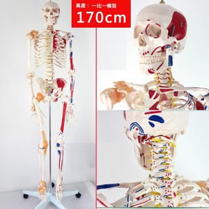 ENOVO颐诺医学170CM骨架附肌肉标识韧带脊柱解剖人体骨骼模型