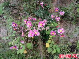 野棉花 打破碗碗花 秋牡丹 宿根银莲 观赏花苗 满19元多省包邮